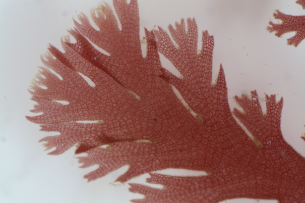 Rhodothamniella floridula © M.D. Guiry